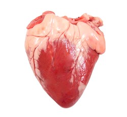 Сердце телячье